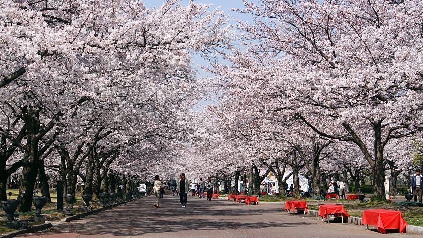 鎌倉が急上昇 「桜」への外国人の関心の過去3年間の統計 - 世界最大級